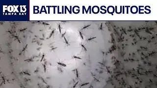 Florida scientist battling mosquitoes with artificial intelligence