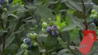 Florida scientists aim to create the perfect blueberry