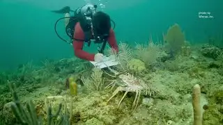 Florida scientists develop protective forts for coral reefs using straws