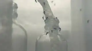 Florida scientists tackle never-ending mosquito season | REUTERS