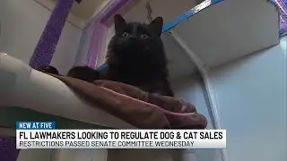 Florida Senate committee approves pet store transparency bill