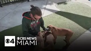 Florida shelters add new screening under "Dexter’s Law"