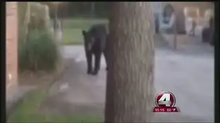 Florida starts selling bear hunt permits, despite challenge