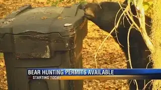 Florida Starts Selling Bear Hunt Permits, Despite Challenge