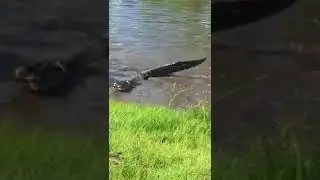 Florida Trappers Capture Alligator on School Grounds