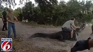 Florida trappers capture huge alligator