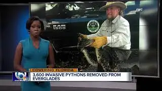 Florida trappers step up efforts, catch 3,600 pythons