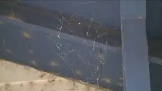 Flying spider webs invade Portales
