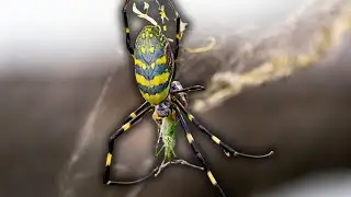 Flying Spiders Invade the East Coast: The Joro Spider Scare