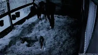 Foal Watch LIVE CAM 02.03.2026
