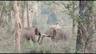 Forest elephant Abhimanyu (dharasa elephant)