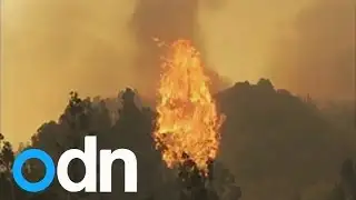 Forest fires rage in Chile: Thousands evacuated from coastal city