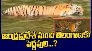 Forest officials conduct extensive search for large tiger footprints