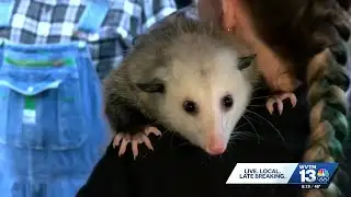 Forget the Groundhog: Alabama’s Sand Mountain Sam prepares for her big prediction