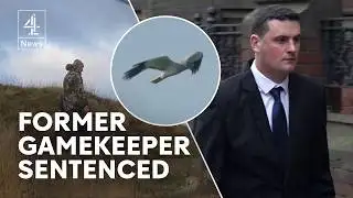 Former gamekeeper sentenced over plot to kill protected Hen Harrier