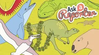 Fossils - Behind the News