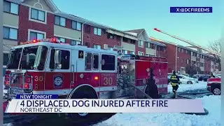Four displaced, dog injured in DC fire