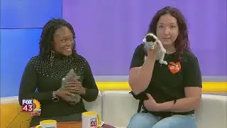 Fox 43 AM Live Team Kitten 100725