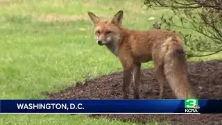 Fox bites Rep. Ami Bera at the Capitol in Washington