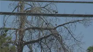 FOX5 hears from Las Vegas Valley residents suing water authority over tree-killing turf rules