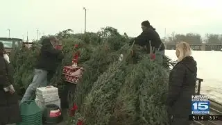 Free Christmas Trees