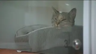 Free pet licenses in Watford City