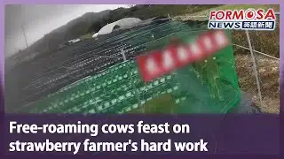 Free-roaming cows feast on strawberry farmer’s hard work｜Taiwan News