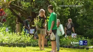 Free tree giveaway this weekend in Mānoa