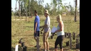 Free trees for Bay County residents