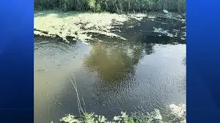 Frequently spotted crocodile kills pet in Brevard County