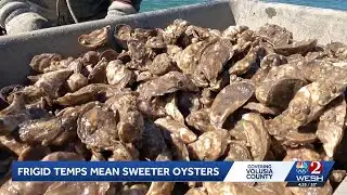 Frigid temperatures means sweeter, fattier oysters