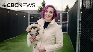 From wolves to wiener dogs: the evolution of 