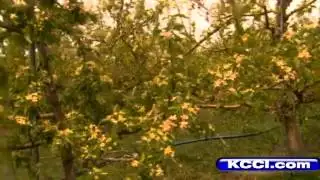 Frost hits Iowas grape crop