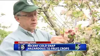 Frost nearly wipes out Michigan crops