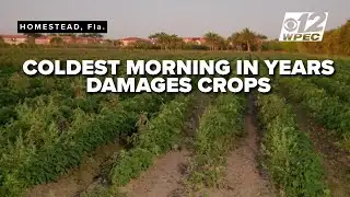 Frost wipes out crops as South Florida hits decade‑low temps