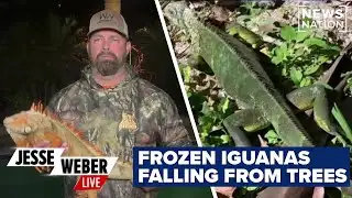 Frozen and falling: Iguanas tumble from trees as Florida suffers cold snap | Jesse Weber Live