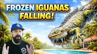 Frozen Iguanas Falling from Trees in Florida RIGHT NOW?! 😱 Cold Snap Chaos 2026
