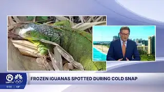 Frozen iguanas litter Florida amid historic cold snap