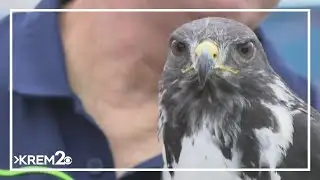 Full interview: David Knudson and Taima the Hawk