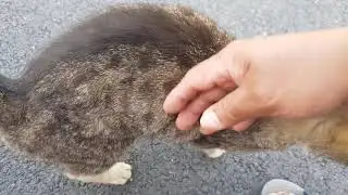 #funny #cat  Best funny cat interrupts work from home