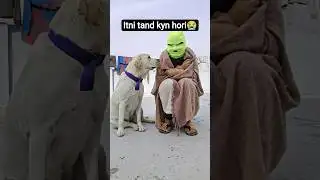 Funny Labrador day 41 😍#dog #dogs #funnydog #funnyvideo