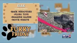 Furry Friday - Meet Elle