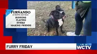 Furry Friday: Meet Furnando!