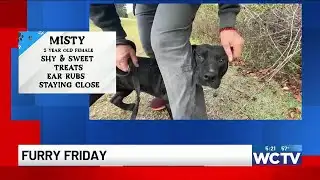 Furry Friday: Meet Misty!