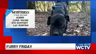 Furry Friday: Meet Mysterio