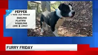 Furry Friday: Meet Pepper