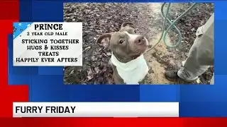 Furry Friday: Meet Prince