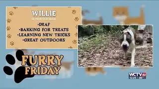 Furry Friday: Meet Willie