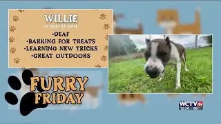 Furry Friday - Meet Willie