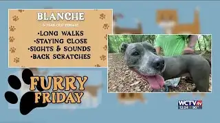 Furry Fridays: Meet Blanche